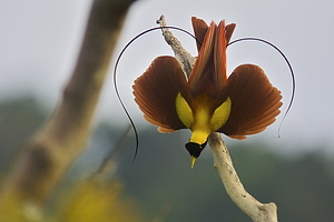 Birds of Paradise Exhibit at NC Museum of Natural Sciences
